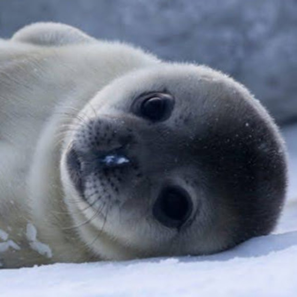 Meet your Posher, Meredith - Picture 1 of 1